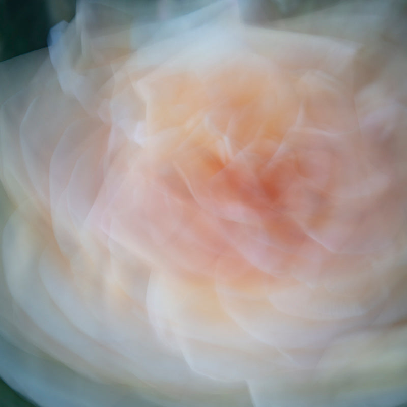 An abstact photo of a rose. Feathery shapes appear peach colored in the center, and translucent white towards the edges.