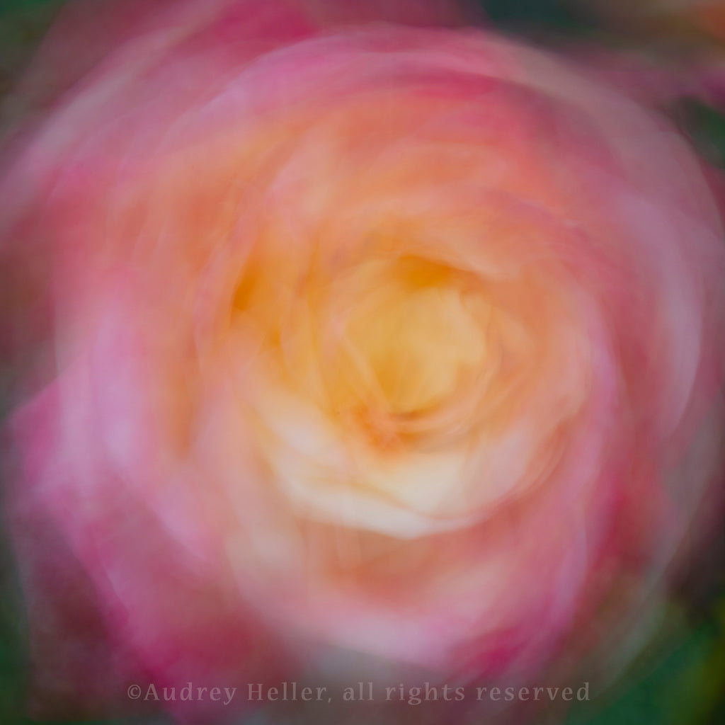 Linger- Berkeley Rose Garden (0253)