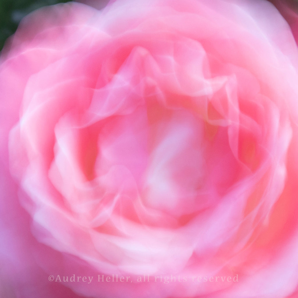 Linger- Berkeley Rose Garden (0520)