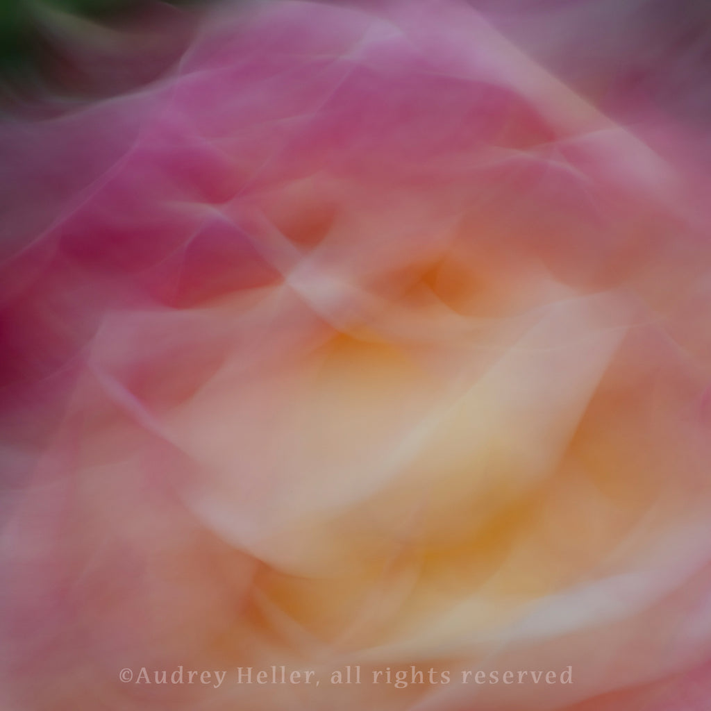 Linger- Berkeley Rose Garden (0725)